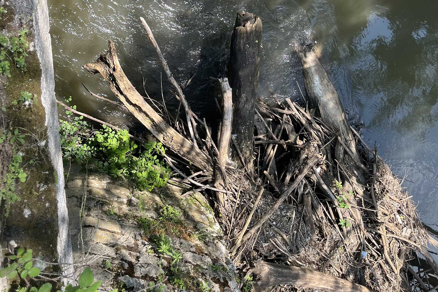 Ammasso di tronchi e materiale ligneo bloccato contro le strutture residue del ponte: un tipico esempio di occlusione fluviale da detriti naturali, oggetto di intervento per la riduzione del rischio idraulico e la salvaguardia dell’ecosistema.